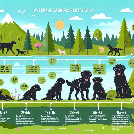 how long do black labs live