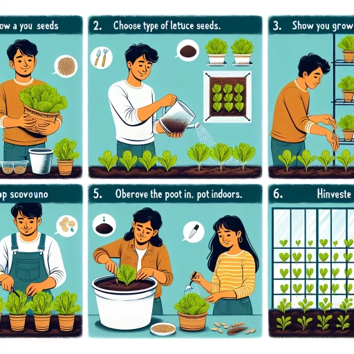 how to grow lettuce indoors