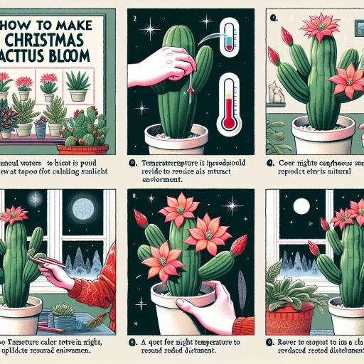 how to make christmas cactus bloom