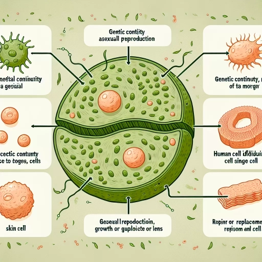 why is cell division important